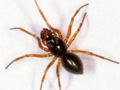 Erigone atra